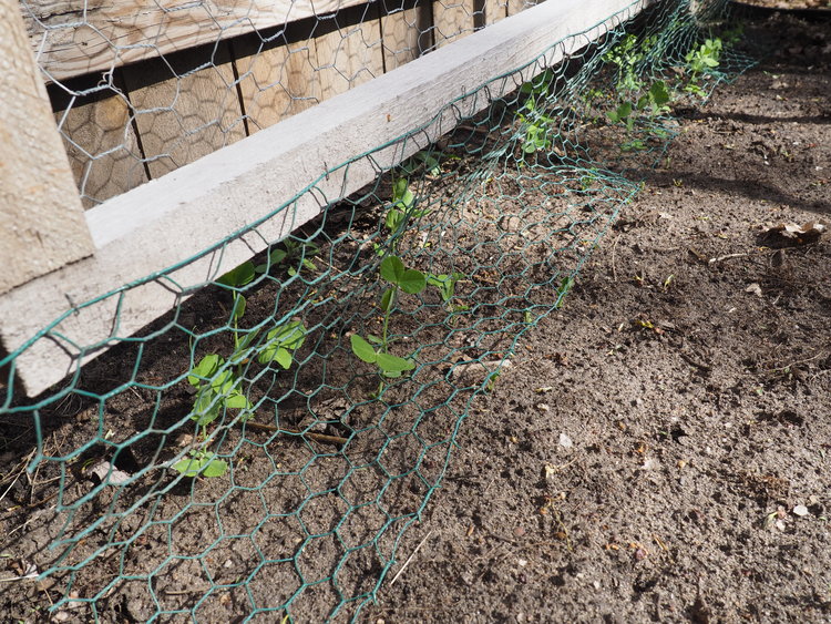 garden notes :: 6.9.15
