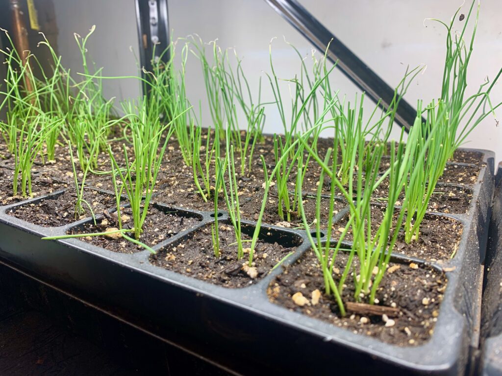Onion seedlings growing indoors under growlights
